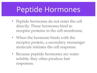 Peptide Hormones
• Peptide hormones do not enter the cell
directly. These hormones bind to
receptor proteins in the cell membrane.
• When the hormone binds with the
receptor protein, a secondary messenger
molecule initiates the cell response.
• Because peptide hormones are water
soluble, they often produce fast
responses.
 