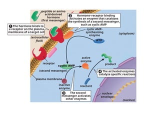 (cytoplasm)
(nucleus)
peptide or amino
acid-derived
hormone
(first messenger)
(extracellular
fluid)
cyclic AMP-
synthesizing
enzyme
cyclic AMP
ATP
inactive
enzyme
(second messenger)
active
enzyme
reactant
product
plasma membrane
nuclear
envelope
receptor
The hormone binds to
a receptor on the plasma
membrane of a target cell
1
The activated enzymes
catalyze specific reactions
4
The second
messenger activates
other enzymes
3
Hormone–receptor binding
activates an enzyme that catalyzes
the synthesis of a second messenger,
such as cyclic AMP
2
 
