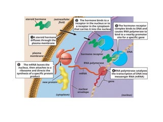 gene
plasma
membrane
ribosome
hormone receptor
steroid hormone
mRNA
(nucleus)
RNA polymerase
DNA
(cytoplasm)
new protein
(extracellular
fluid)
A steroid hormone
diffuses through the
plasma membrane
The hormone binds to a
receptor in the nucleus or to
a receptor in the cytoplasm
that carries it into the nucleus
The hormone–receptor
complex binds to DNA and
causes RNA polymerase to
bind to a nearby promoter
site for a specific gene
RNA polymerase catalyzes
the transcription of DNA into
messenger RNA (mRNA)
The mRNA leaves the
nucleus, then attaches to a
ribosome and directs the
synthesis of a specific protein
product
1
2
3
4
5
nuclear
envelope
 