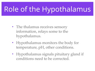 Role of the Hypothalamus
• The thalamus receives sensory
information, relays some to the
hypothalamus.
• Hypothalamus monitors the body for
temperature, pH, other conditions.
• Hypothalamus signals pituitary gland if
conditions need to be corrected.
 