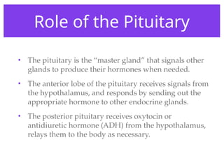 Role of the Pituitary
• The pituitary is the “master gland” that signals other
glands to produce their hormones when needed.
• The anterior lobe of the pituitary receives signals from
the hypothalamus, and responds by sending out the
appropriate hormone to other endocrine glands.
• The posterior pituitary receives oxytocin or
antidiuretic hormone (ADH) from the hypothalamus,
relays them to the body as necessary.
 