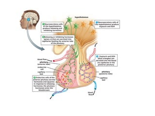 hypothalamus
pituitary
(anterior lobe)
capillary
bed
endocrine
cell
blood flow
blood
flow
capillary
bed
pituitary
(posterior lobe)
Oxytocin and ADH
(blue triangles) are
secreted into the blood
via capillaries in the
posterior pituitary
Endocrine cells of the
anterior pituitary secrete
hormones (red squares)
in response to releasing
hormones; the pituitary
hormones enter the
bloodstream
Neurosecretory cells of
the hypothalamus produce
oxytocin and ADH
Releasing or inhibiting hormones
(green circles) are secreted into
capillaries feeding the anterior lobe
of the pituitary
Neurosecretory cells
of the hypothalamus
produce releasing and
inhibiting hormones
1
2
1
2
3
 