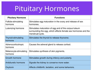 Pituitary Hormones
Pituitary Hormone Functions
Follicle-stimulating
hormone
Stimulates egg maturation in the ovary and release of sex
hormones.
Lutenizing hormone Stimulates maturation of egg and of the corpus luteum
surrounding the egg, which affects female sex hormones and the
menstrual cycle.
Thyroid-stimulating
hormone
Stimulates the thyroid to release thyroxine.
Adrenocorticotropic
hormone
Causes the adrenal gland to release cortisol.
Melanocyte-stimulating
hormone
Stimulates synthesis of skin pigments.
Growth hormone Stimulates growth during infancy and puberty.
Antidiuretic hormone Signals the kidney to conserve more water.
Oxytocin Affects childbirth, lactation, and some behaviors.
 