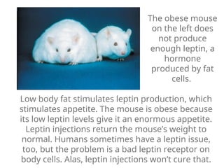 Low body fat stimulates leptin production, which
stimulates appetite. The mouse is obese because
its low leptin levels give it an enormous appetite.
Leptin injections return the mouse’s weight to
normal. Humans sometimes have a leptin issue,
too, but the problem is a bad leptin receptor on
body cells. Alas, leptin injections won’t cure that.
The obese mouse
on the left does
not produce
enough leptin, a
hormone
produced by fat
cells.
 
