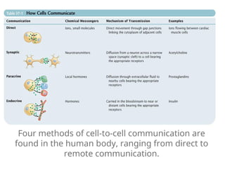Four methods of cell-to-cell communication are
found in the human body, ranging from direct to
remote communication.
 