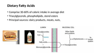 11
Dietary Fatty Acids
• Comprise 30-60% of caloric intake in average diet
• Triacylglycerols, phospholipids, sterol esters
• Principal sources: dairy products, meats, nuts,
 