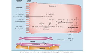 triacylglycerol
chylomicrons
 