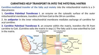Carnitine-mediated transfer of the fatty acyl moiety into the mitochondrial matrix is a 3-
step process:
1. Carnitine Palmitoyl Transferase I, an enzyme on the cytosolic surface of the outer
mitochondrial membrane, transfers a FA from CoA to the OH on carnitine.
2. An antiporter in the inner mitochondrial membrane mediates exchange of carnitine for
acyl carnitine.
3. Carnitine Palmitoyl Transferase II, an enzyme within the matrix, transfers the FA from
carnitine to CoA. (Carnitine exits the matrix in step 2.) The fatty acid is now esterified to CoA
in the matrix. cytosol mitochondrial matrix
O O
R-C-SCoA HO-carnitine HO-carnitine R-C-SCoA
HSCoA R-C-O-carnitine R-C-O-carnitine HSCoA
O O
1
2
3
CARNITINES HELP TRANSPORT FA INTO THE MITO’RIAL MATRIX
 