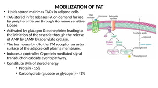 MOBILIZATION OF FAT
• Lipids stored mainly as TAGs in adipose cells
• TAG stored in fat releases FA on demand for use
by peripheral tissues through Hormone sensitive
Lipase
• Activated by glucagon & epinephrine leading to
the initiation of the cascade through the release
of AMP by cAMP by adenylate cyclase.
• The hormones bind to the 7M receptor on outer
surface of the adipose cell plasma membrane.
• Induces a controlled G-protein mediated signal
transduction cascade event/pathway.
• Constitute 84% of stored energy
• Protein - 15%
• Carbohydrate (glucose or glycogen) - <1%
 
