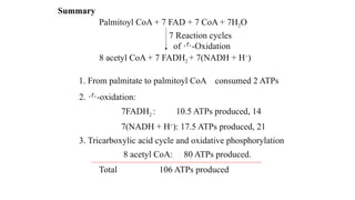 Palmitoyl CoA + 7 FAD + 7 CoA + 7H2O
7 Reaction cycles
of -Oxidation
8 acetyl CoA + 7 FADH2 + 7(NADH + H+
)
Summary
2. -oxidation:
7FADH2 : 10.5 ATPs produced, 14
7(NADH + H+
): 17.5 ATPs produced, 21
3. Tricarboxylic acid cycle and oxidative phosphorylation
8 acetyl CoA: 80 ATPs produced.
Total 106 ATPs produced
1. From palmitate to palmitoyl CoA consumed 2 ATPs
 