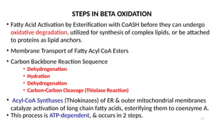 21
STEPS IN BETA OXIDATION
• Fatty Acid Activation by Esterification with CoASH before they can undergo
oxidative degradation, utilized for synthesis of complex lipids, or be attached
to proteins as lipid anchors.
• Membrane Transport of Fatty Acyl CoA Esters
• Carbon Backbone Reaction Sequence
• Dehydrogenation
• Hydration
• Dehydrogenation
• Carbon-Carbon Cleavage (Thiolase Reaction)
• Acyl-CoA Synthases (Thiokinases) of ER & outer mitochondrial membranes
catalyze activation of long chain fatty acids, esterifying them to coenzyme A.
• This process is ATP-dependent, & occurs in 2 steps.
 