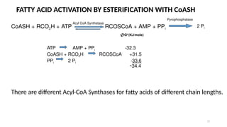 22
FATTY ACID ACTIVATION BY ESTERIFICATION WITH CoASH
CoASH + RCO2H + ATP RCOSCoA + AMP + PPi
Acyl CoA Synthetase
2 Pi
Pyrophosphatase
There are different Acyl-CoA Synthases for fatty acids of different chain lengths.
ATP AMP + PPi -32.3
CoASH + RCO2H RCOSCoA +31.5
PPi 2 Pi -33.6
G0’
(KJ/mole)
-34.4
 