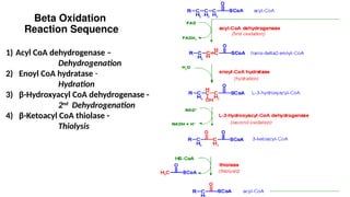 Beta Oxidation
Reaction Sequence
1) Acyl CoA dehydrogenase –
Dehydrogenation
2) Enoyl CoA hydratase -
Hydration
3) β-Hydroxyacyl CoA dehydrogenase -
2nd
Dehydrogenation
4) β-Ketoacyl CoA thiolase -
Thiolysis
 