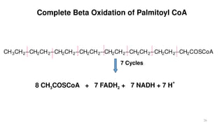 26
Complete Beta Oxidation of Palmitoyl CoA
CH3CH2--CH2CH2--CH2CH2--CH2CH2--CH2CH2--CH2CH2--CH2CH2--CH2COSCoA
7 Cycles
8 CH3COSCoA + 7 FADH2 + 7 NADH + 7 H
+
 