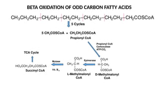 BETA OXIDATION OF ODD CARBON FATTY ACIDS
CH3CH2CH2--CH2CH2--CH2CH2--CH2CH2--CH2CH2--CH2COSCoA
5 Cycles
5 CH3COSCoA + CH3CH2COSCoA
Propionyl CoA
CO2H
COSCoA
H-C-CH3
CO2H
COSCoA
CH3-C-H
HO2CCH 2CH2COSCoA
D-Methylmalonyl
CoA
L-Methylmalonyl
CoA
Succinyl CoA
TCA Cycle
Propionyl CoA
Carboxylase
ATP/CO2
Epimerase
Mutase
Vit. B12
 