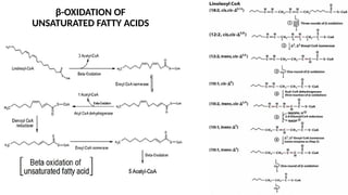 β-OXIDATION OF
UNSATURATED FATTY ACIDS
 