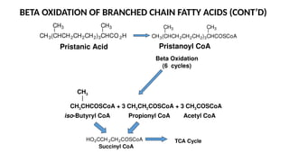BETA OXIDATION OF BRANCHED CHAIN FATTY ACIDS (CONT’D)
CH3 CH3
CH3(CHCH2CH2CH2)3CHCO 2H
Pristanic Acid
CH3 CH3
CH3(CHCH2CH2CH2)3CHCOSCoA
Pristanoyl CoA
Beta Oxidation
(6 cycles)
CH3CHCOSCoA + 3 CH3CH2COSCoA + 3 CH3COSCoA
CH3
iso-Butyryl CoA Propionyl CoA Acetyl CoA
HO2CCH 2CH2COSCoA
Succinyl CoA
TCA Cycle
 