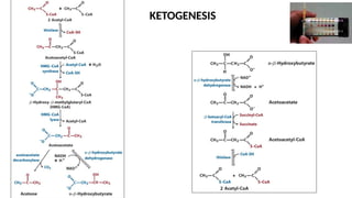 KETOGENESIS
 