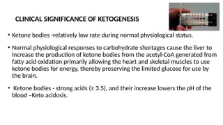 CLINICAL SIGNIFICANCE OF KETOGENESIS
• Ketone bodies -relatively low rate during normal physiological status.
• Normal physiological responses to carbohydrate shortages cause the liver to
increase the production of ketone bodies from the acetyl-CoA generated from
fatty acid oxidation primarily allowing the heart and skeletal muscles to use
ketone bodies for energy, thereby preserving the limited glucose for use by
the brain.
• Ketone bodies - strong acids (≥ 3.5), and their increase lowers the pH of the
blood –Keto acidosis.
 