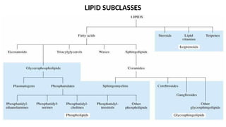 LIPID SUBCLASSES
 