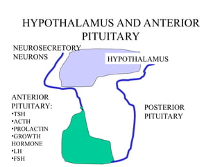 HYPOTHALAMUS AND ANTERIOR
PITUITARY
HYPOTHALAMUS
NEUROSECRETORY
NEURONS
ANTERIOR
PITUITARY:
•TSH
•ACTH
•PROLACTIN
•GROWTH
HORMONE
•LH
•FSH
POSTERIOR
PITUITARY
 