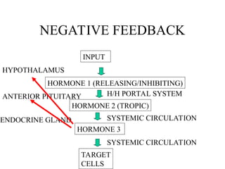 NEGATIVE FEEDBACK
INPUT
HORMONE 1 (RELEASING/INHIBITING)
HORMONE 2 (TROPIC)
HORMONE 3
TARGET
CELLS
SYSTEMIC CIRCULATION
SYSTEMIC CIRCULATION
H/H PORTAL SYSTEM
HYPOTHALAMUS
ANTERIOR PITUITARY
ENDOCRINE GLAND
 