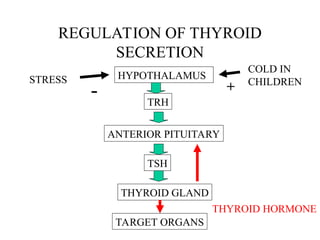 REGULATION OF THYROID
SECRETION
HYPOTHALAMUS
TRH
ANTERIOR PITUITARY
TSH
THYROID GLAND
TARGET ORGANS
THYROID HORMONE
STRESS
COLD IN
CHILDREN
- +
 