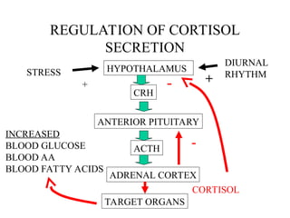 REGULATION OF CORTISOL
SECRETION
HYPOTHALAMUS
CRH
ANTERIOR PITUITARY
ACTH
ADRENAL CORTEX
TARGET ORGANS
CORTISOL
STRESS
DIURNAL
RHYTHM
+ +
-
-
INCREASED
BLOOD GLUCOSE
BLOOD AA
BLOOD FATTY ACIDS
 
