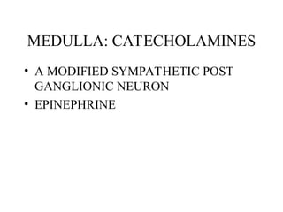 MEDULLA: CATECHOLAMINES
• A MODIFIED SYMPATHETIC POST
GANGLIONIC NEURON
• EPINEPHRINE
 