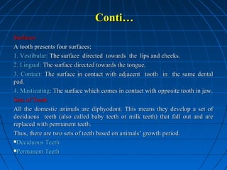 Conti…
Surfaces
A tooth presents four surfaces;
1. Vestibular: The surface directed towards the lips and cheeks.
2. Lingual: The surface directed towards the tongue.
3. Contact: The surface in contact with adjacent tooth in the same dental
pad.
4. Masticating: The surface which comes in contact with opposite tooth in jaw.
Sets of Teeth
All the domestic animals are diphyodont. This means they develop a set of
deciduous teeth (also called baby teeth or milk teeth) that fall out and are
replaced with permanent teeth.
Thus, there are two sets of teeth based on animals’ growth period.
Deciduous Teeth
Permanent Teeth

 