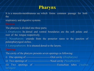 Pharynx
It is a musculo-membranous sac which forms common passage for both
the
respiratory and digestive systems.
Division
The pharynx is divided into three parts;
1. Oropharynx: Its dorsal and ventral boundaries are the soft palate and
root of the tongue respectively.
2. Nasopharynx: extends from the posterior nares to the junction of
palatopharyngeal arches.
3. Laryngopharynx: It is situated dorsal to the larynx.
Openings
The cavity of the pharynx presents seven openings as following:
i) One opening of ----------------------------Oral cavity (Oropharynx)
ii) Two openings of --------------------------Nasal cavity (Nasopharynx)
iii) Two openings of --------------------------Eustachian tubes (Auditus
larynges)

 