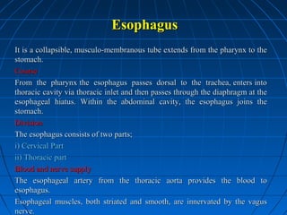 Esophagus
It is a collapsible, musculo-membranous tube extends from the pharynx to the
stomach.
Course
From the pharynx the esophagus passes dorsal to the trachea, enters into
thoracic cavity via thoracic inlet and then passes through the diaphragm at the
esophageal hiatus. Within the abdominal cavity, the esophagus joins the
stomach.
Division
The esophagus consists of two parts;
i) Cervical Part
ii) Thoracic part
Blood and nerve supply
The esophageal artery from the thoracic aorta provides the blood to
esophagus.
Esophageal muscles, both striated and smooth, are innervated by the vagus
nerve.

 