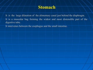 Stomach
It is the large dilatation of the alimentary canal just behind the diaphragm.
It is a muscular bag forming the widest and most distensible part of the
digestive tube.
It intervenes between the esophagus and the small intestine.

 