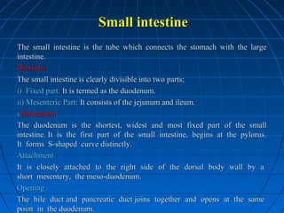 Small intestine
The small intestine is the tube which connects the stomach with the large
intestine.
Division
The small intestine is clearly divisible into two parts;
i) Fixed part: It is termed as the duodenum.
ii) Mesenteric Part: It consists of the jejunum and ileum.
1.Duodenum
The duodenum is the shortest, widest and most fixed part of the small
intestine. It is the first part of the small intestine, begins at the pylorus.
It forms S-shaped curve distinctly.
Attachment
It is closely attached to the right side of the dorsal body wall by a
short mesentery, the meso-duodenum.
Opening
The bile duct and pancreatic duct joins together and opens at the same
point in the duodenum.

 
