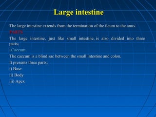 Large intestine
The large intestine extends from the termination of the ileum to the anus.
PARTS
The large intestine, just like small intestine, is also divided into three
parts;
1.Caecum
The caecum is a blind sac between the small intestine and colon.
It presents three parts;
i) Base
ii) Body
iii) Apex

 
