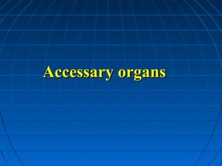 Accessary organs

 