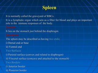 Spleen
It is normally called the graveyard of RBCs.
It is a lymphatic organ which acts as a filter for blood and plays an important
role in the immune responses of the body.
Location
It lies on the stomach just behind the diaphragm.
Description
The spleen may be described as having two ends;
i) Dorsal end or base
ii) Ventral end
Two Surfaces
i) Parietal surface (convex and related to diaphragm)
ii) Visceral surface (concave and attached to the stomach)
Two Borders
i) Anterior border
ii) Posterior border

 