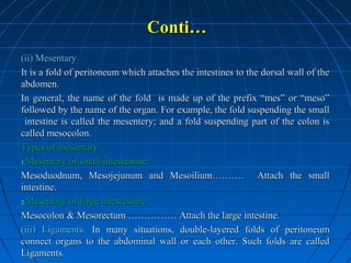 Conti…
(ii) Mesentary
It is a fold of peritoneum which attaches the intestines to the dorsal wall of the
abdomen.
In general, the name of the fold is made up of the prefix “mes” or “meso”
followed by the name of the organ. For example, the fold suspending the small
intestine is called the mesentery; and a fold suspending part of the colon is
called mesocolon.
Types of mesentary
1.Mesentary of small intestestine:
Mesoduodnum, Mesojejunum and Mesoilium………. Attach the small
intestine.
2.Mesentary of large intestestine:
Mesocolon & Mesorectum …………… Attach the large intestine.
(iii) Ligaments: In many situations, double-layered folds of peritoneum
connect organs to the abdominal wall or each other. Such folds are called
Ligaments.

 