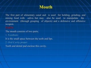 Mouth
The first part of alimentary canal and is used for holding, grinding, and
mixing food with saliva but may also be used to manipulate the
environment (through grasping of objects) and a defensive and offensive
weapon.
PARTS
The mouth consists of two parts;
1. Vestibule:
It is the small space between the teeth and lips.
2. Oral Cavity proper:
Teeth and dental pad enclose this cavity.

 