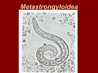 Metastrongyloidea
 