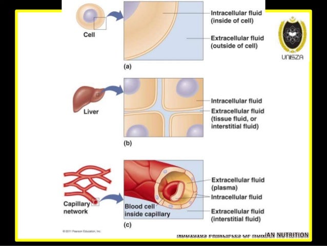 major body fluid compartments major body fluid compartments