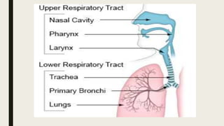 Lecture 9 Respiratory System.pptx