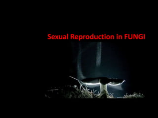 Sexual Reproduction in FUNGI
 