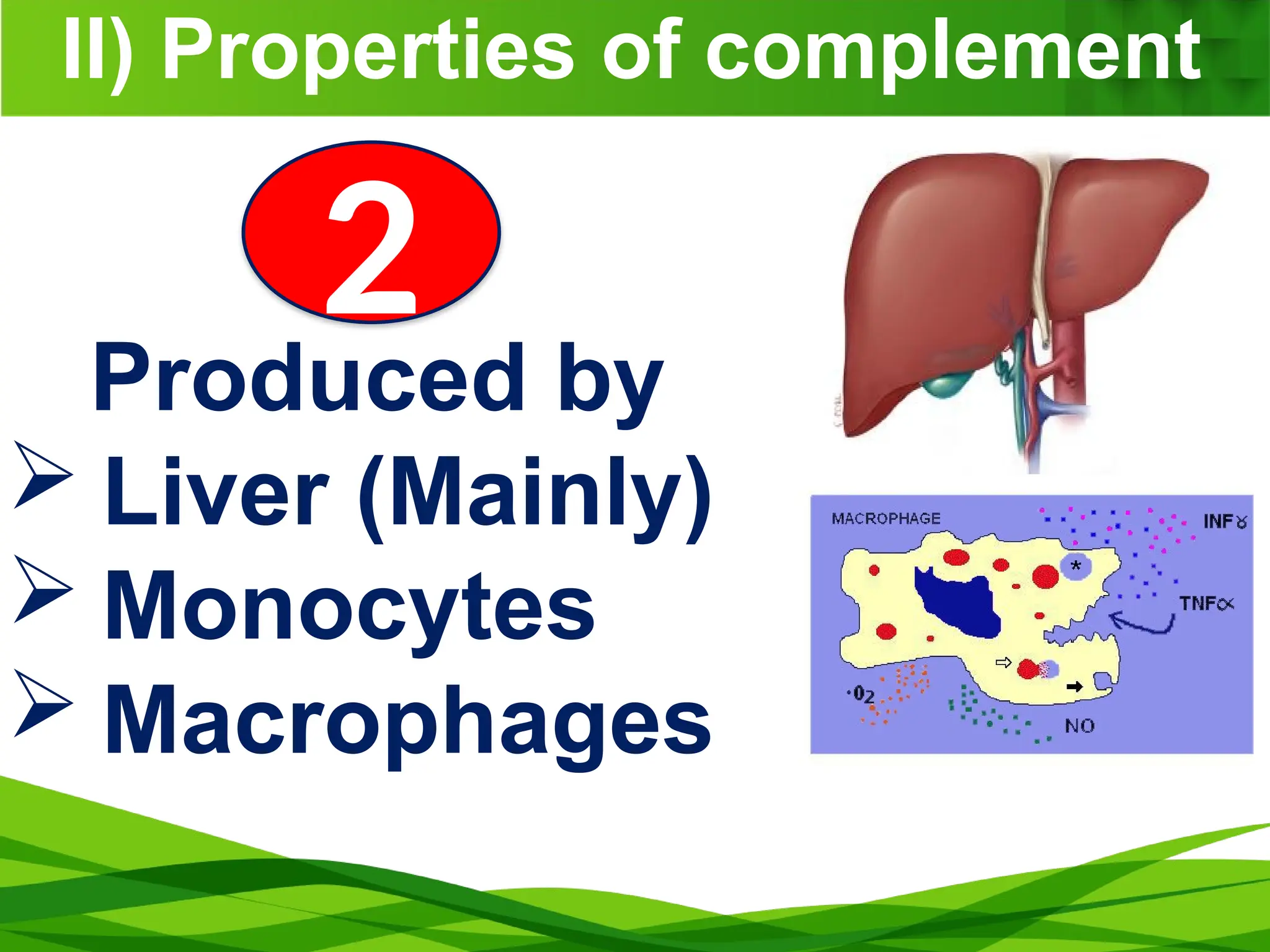 II) Properties of complement
Produced by
 Liver (Mainly)
 Monocytes
 Macrophages
2
 