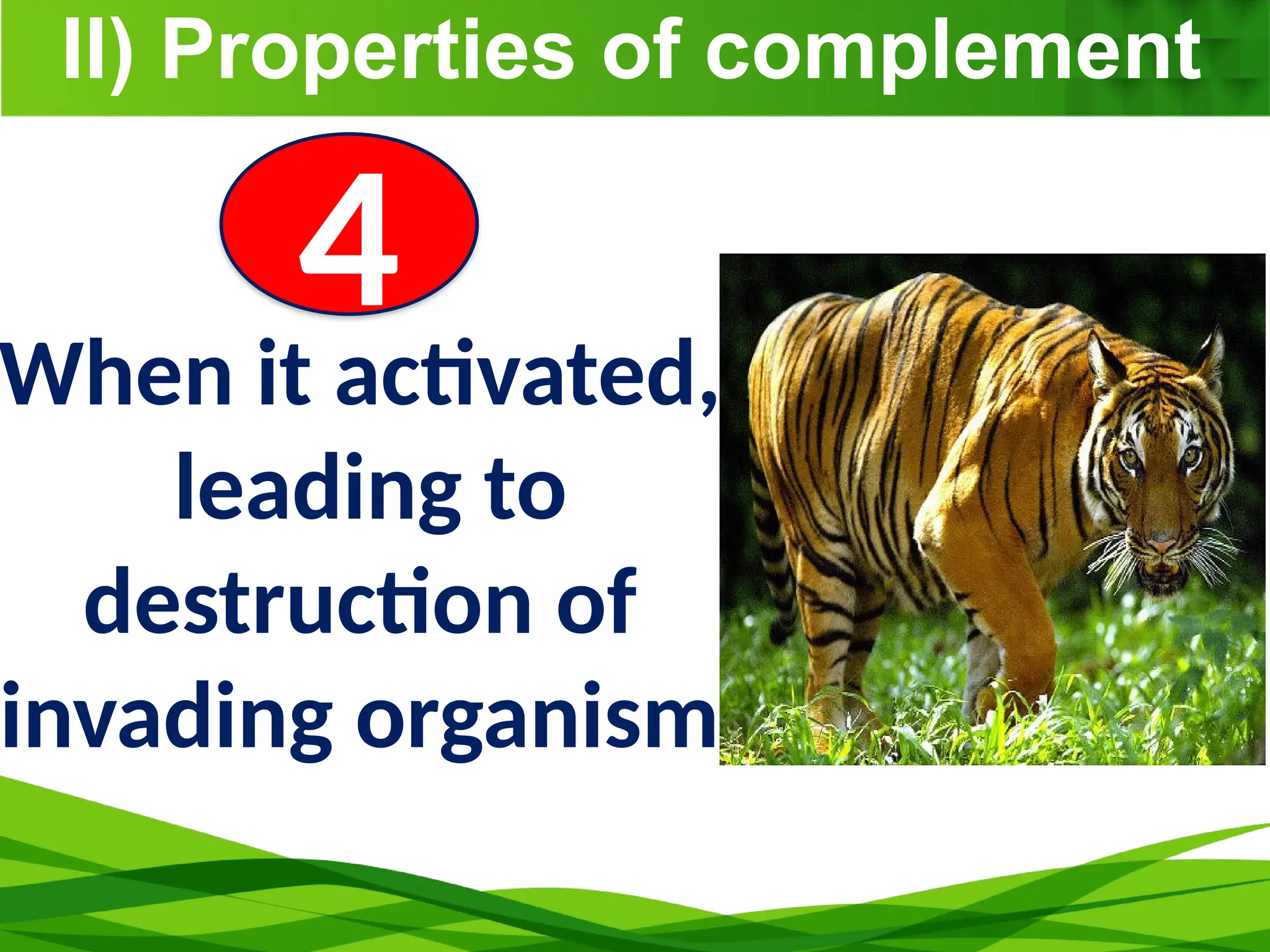 II) Properties of complement
When it activated,
leading to
destruction of
invading organism
4
 