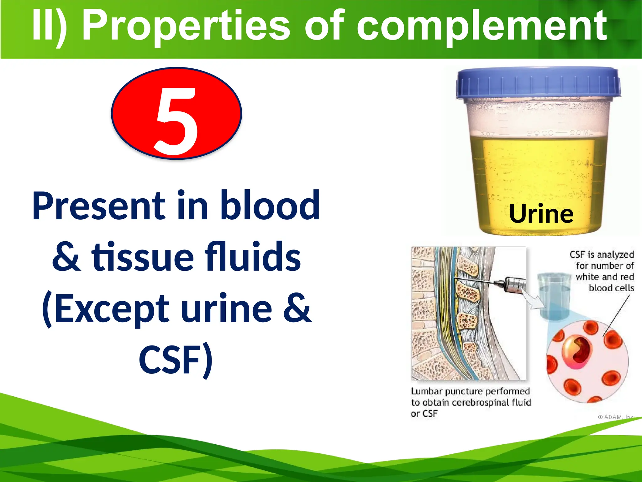 II) Properties of complement
5
Present in blood
& tissue fluids
(Except urine &
CSF)
Urine
 