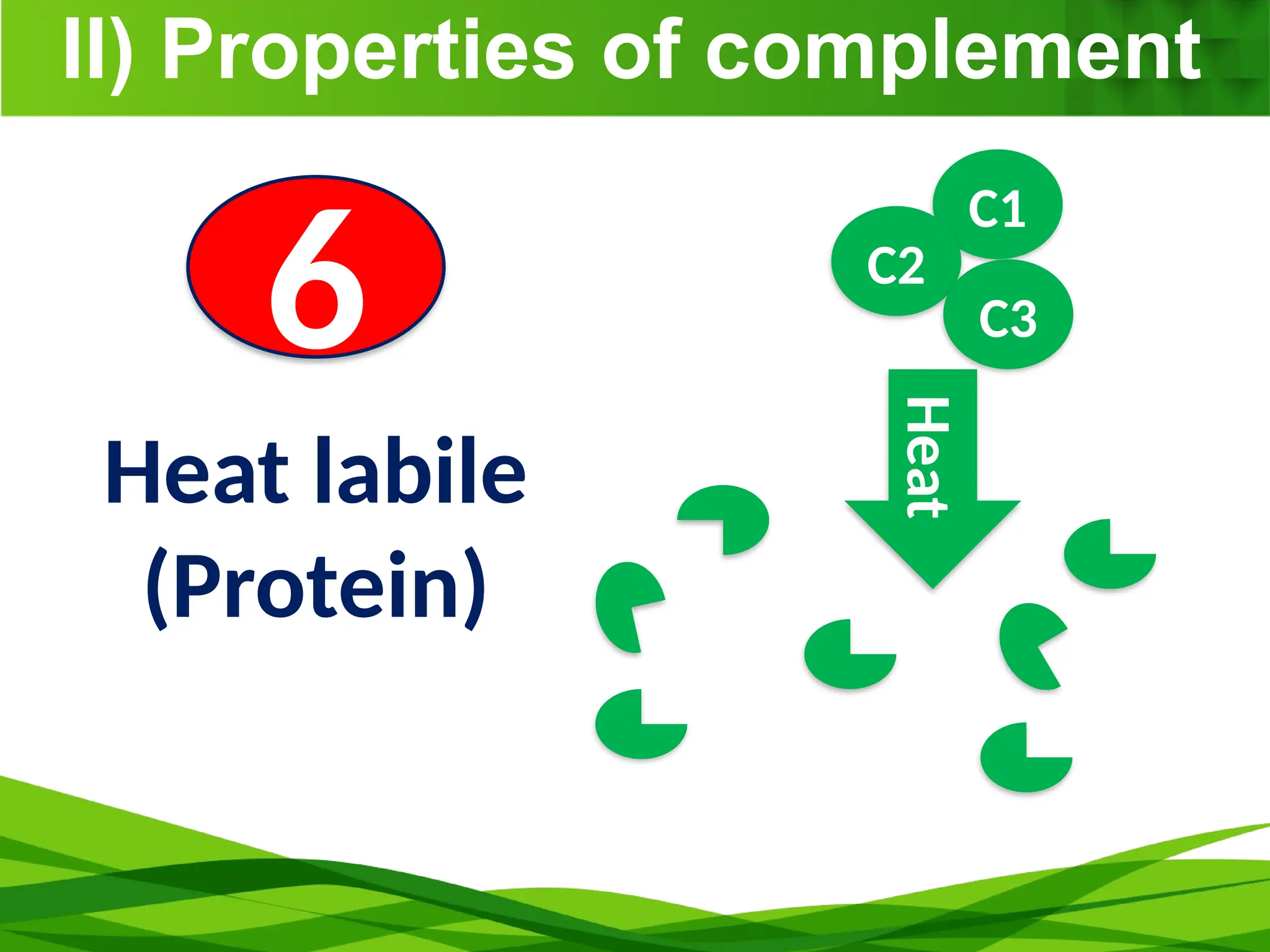 II) Properties of complement
6
Heat labile
(Protein)
C1
C2
C3
Heat
 