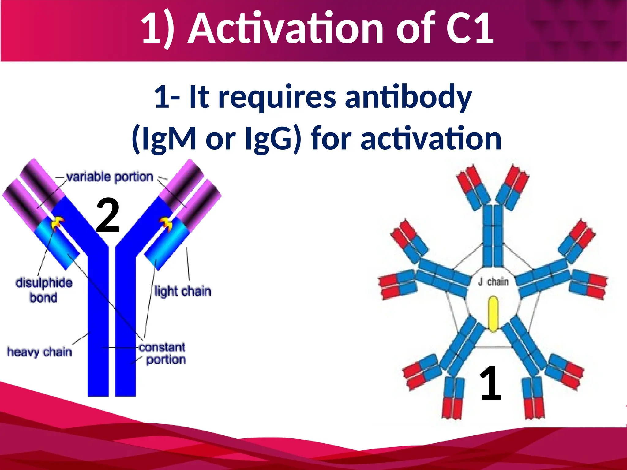 1) Activation of C1
1- It requires antibody
(IgM or IgG) for activation
2
1
 