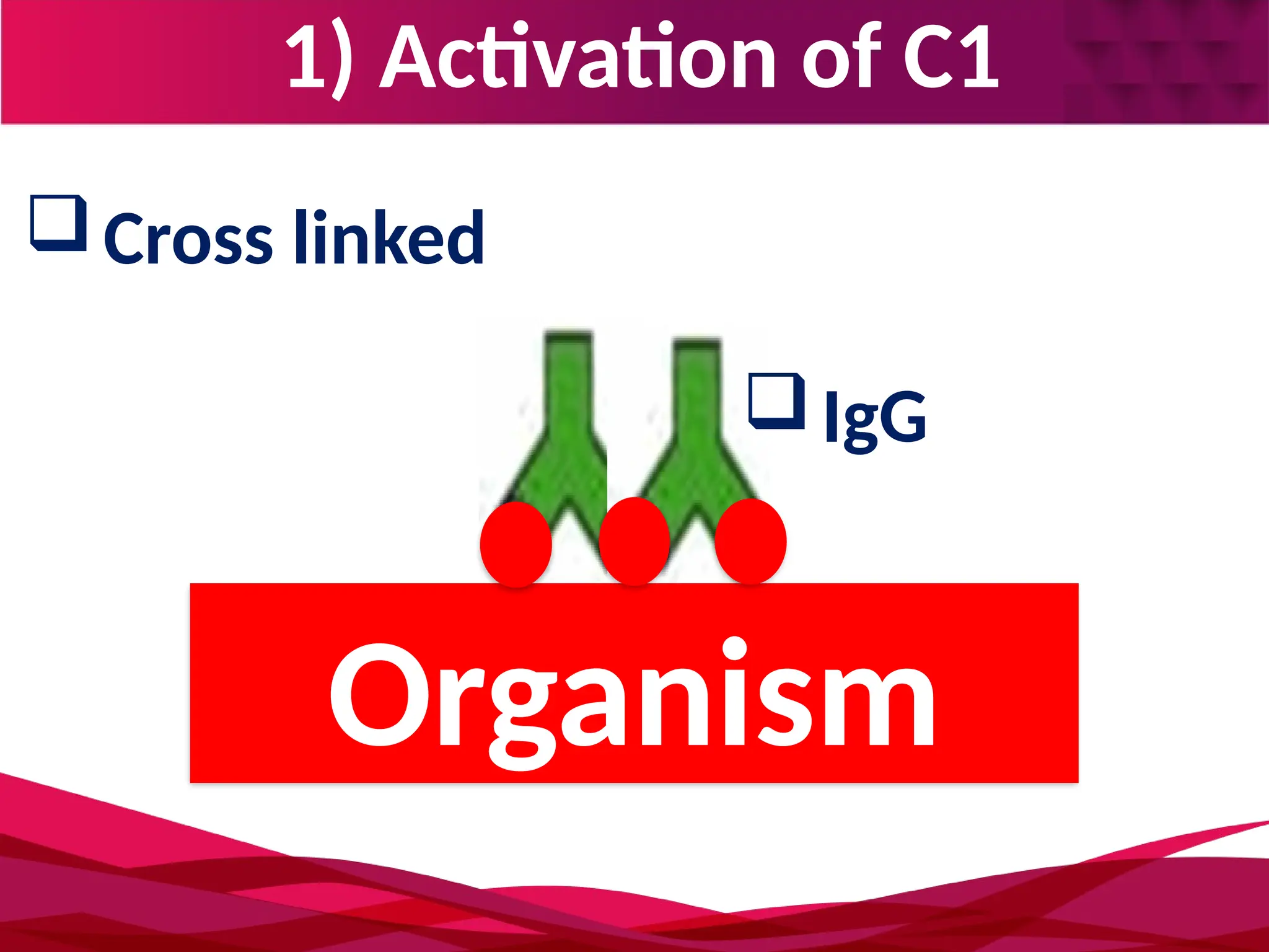1) Activation of C1
Organism
Cross linked
IgG
 
