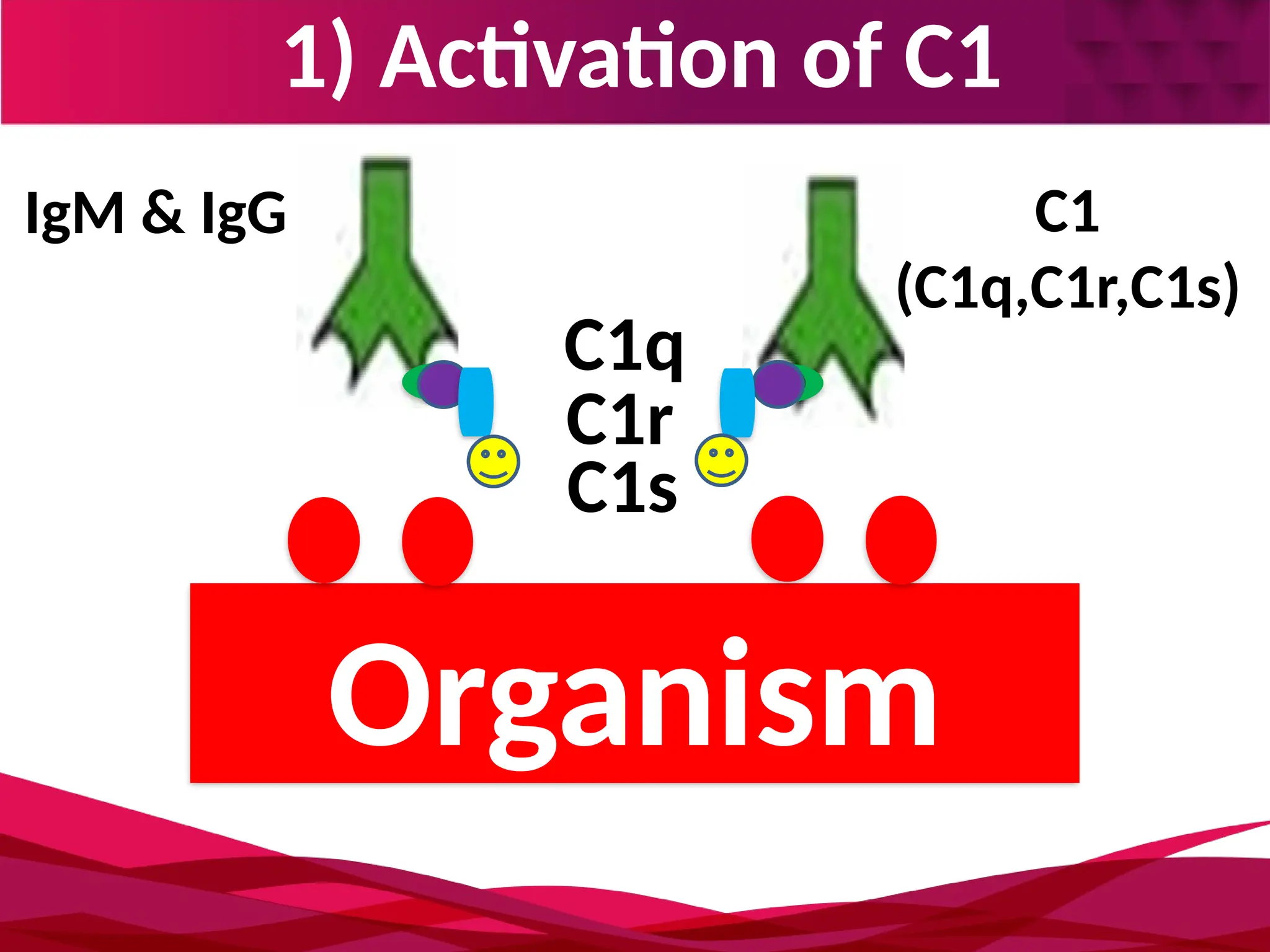 1) Activation of C1
Organism
C1q
C1r
C1s
IgM & IgG C1
(C1q,C1r,C1s)
 